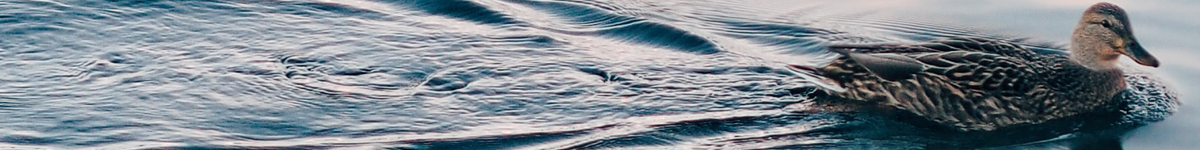 A female mallard duck cuts a path across the St. Lawrence River<br>Photo credit: Richard Pilon