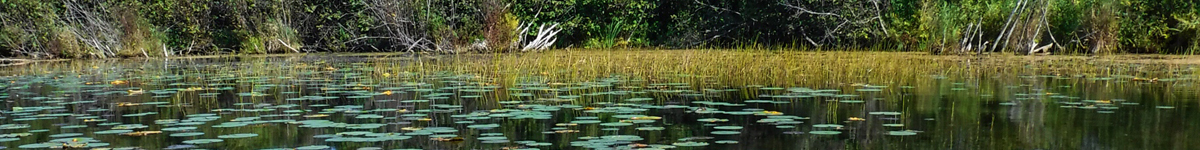 Lillypads at Cooper Marsh<br>Photo credit: Richard Pilon